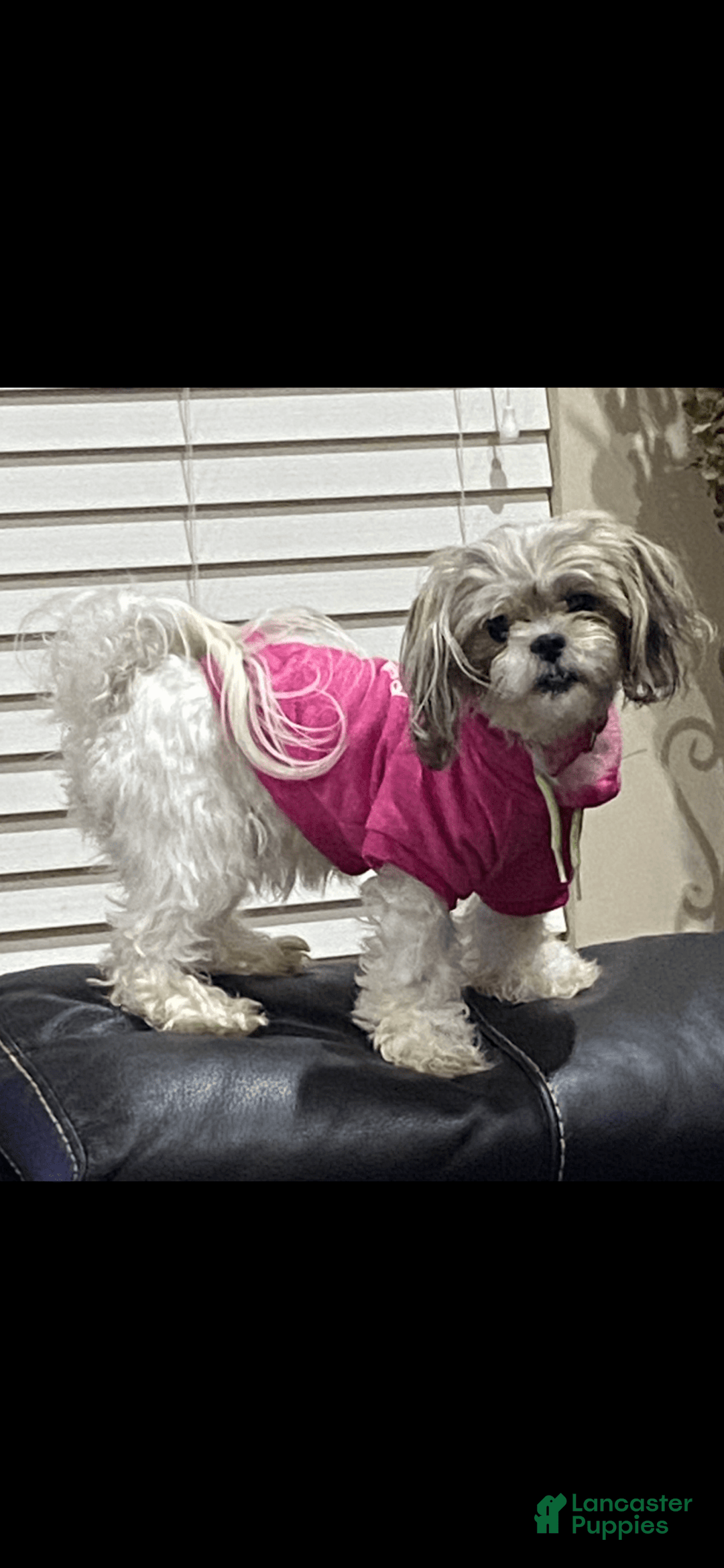 Teddy Bear dogs for sale: Ben - Image 5