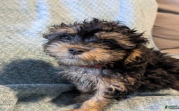 Shihpoo dogs for sale: Thing 2 - Image 1