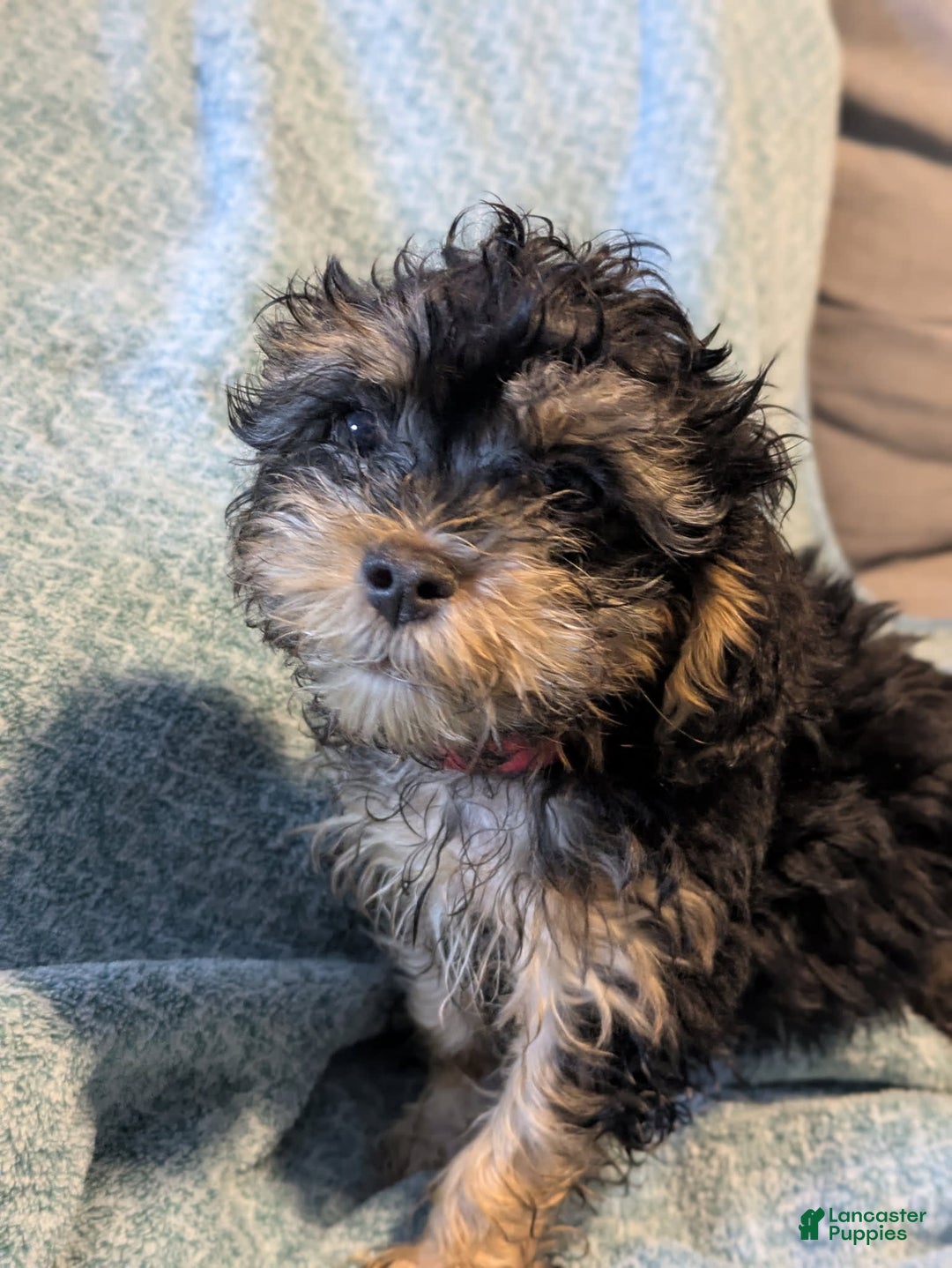 Shihpoo dogs for sale: Thing 2 - Image 1