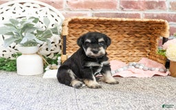 Miniature Schnauzer dogs for sale: Amity - Image 4