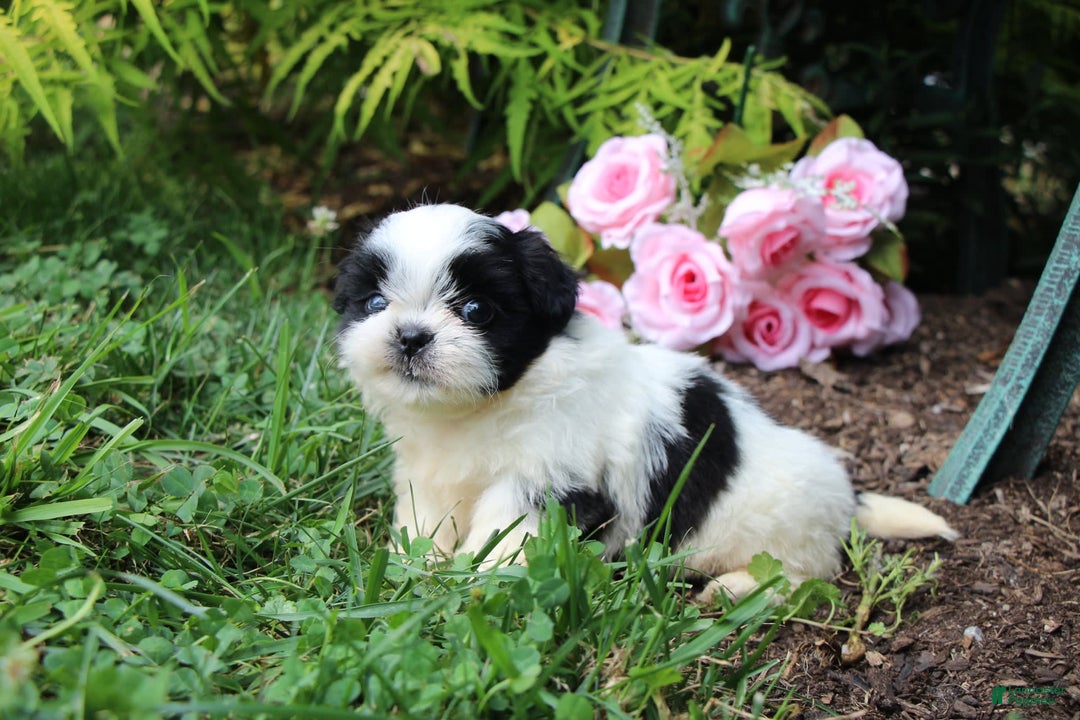 Shih Tzu dogs for sale: Anna - Image 5