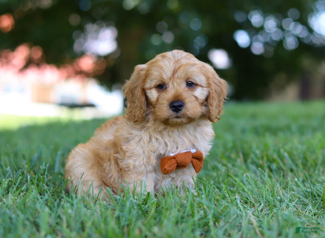 Cavapoo dogs for sale: Ollie - Image 5