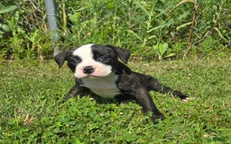 American Bulldog dogs for sale: Matilda - Image 19