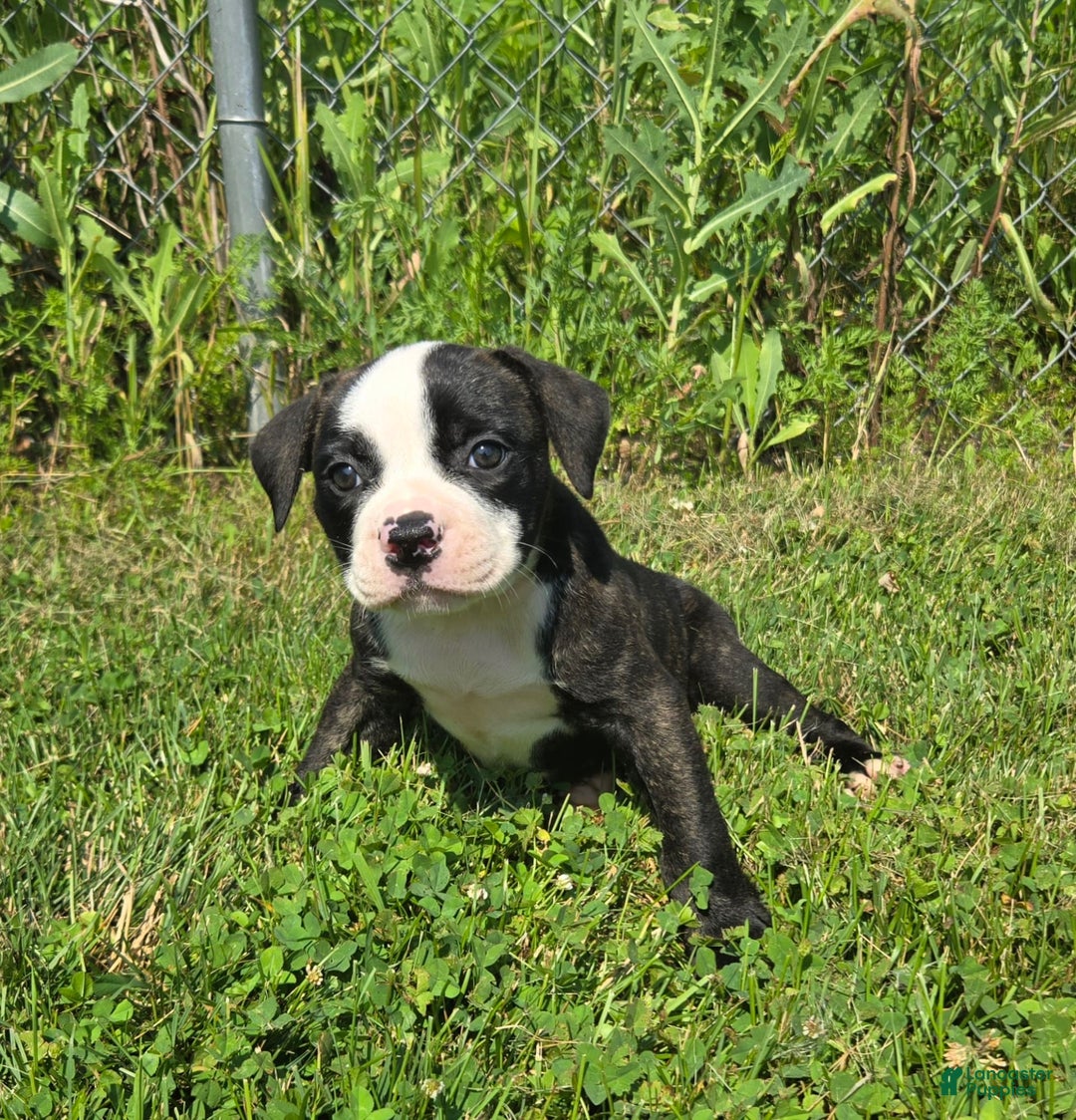 American Bulldog dogs for sale: Matilda - Image 19