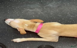 American Pit Bull Terrier dogs for sale: Leona - Image 2