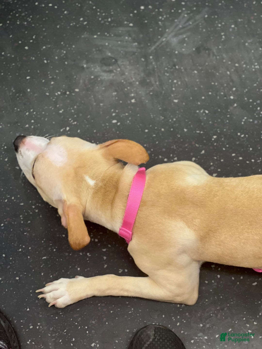 American Pit Bull Terrier dogs for sale: Leona - Image 2