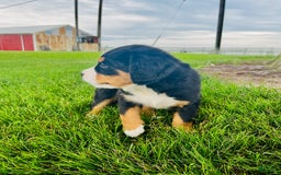 Bernese Mountain Dog dogs for sale: Bernese Mountain Dog 8 puppies - Image 5