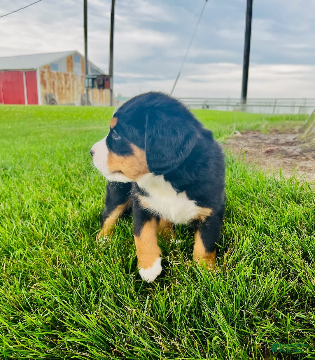 Bernese Mountain Dog dogs for sale: Bernese Mountain Dog 8 puppies - Image 5