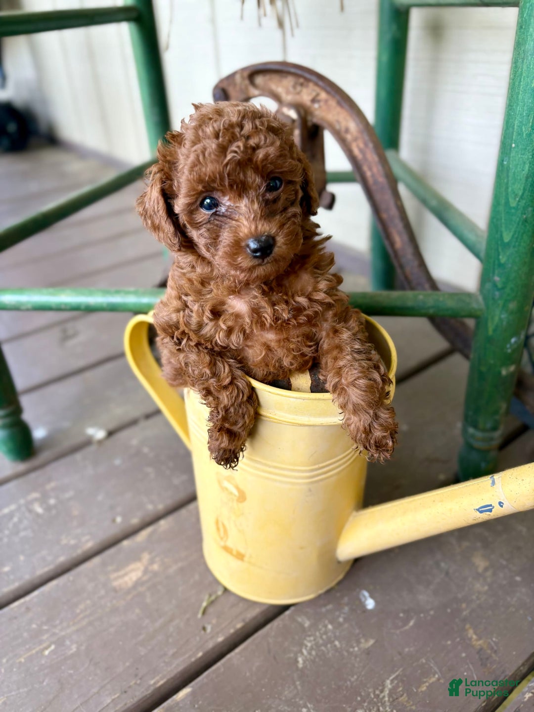 Toy Poodle dogs for sale: 🌷 Ruby - Image 9