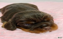 Cavalier King Charles Spaniel dogs for sale: Ginger - Image 2