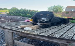 Bernedoodle dogs for sale: Joy - Image 2
