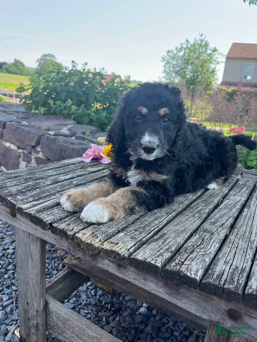 Bernedoodle dogs for sale: Joy - Image 2