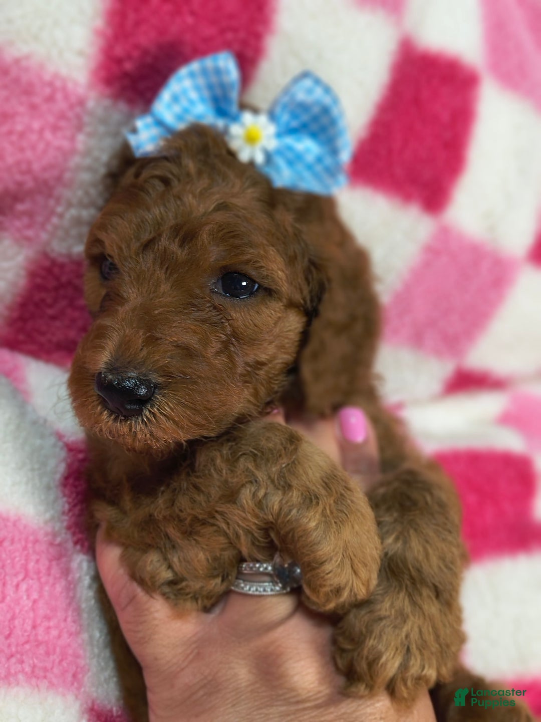 Mini Goldendoodle dogs for sale: Lexie - Image 4