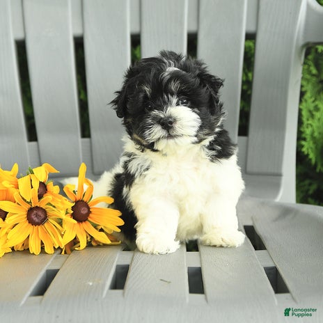 Havanese dogs for sale - Ad 1