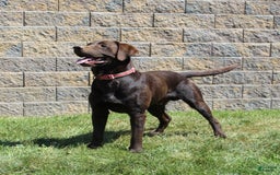 Labrador Retriever dogs for sale: Bella - Image 9