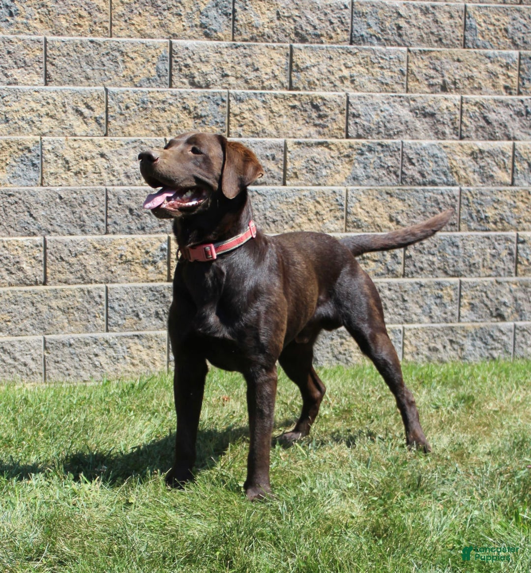 Labrador Retriever dogs for sale: Bella - Image 9