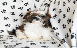 Shih Tzu dogs for sale: Everest - Image 8
