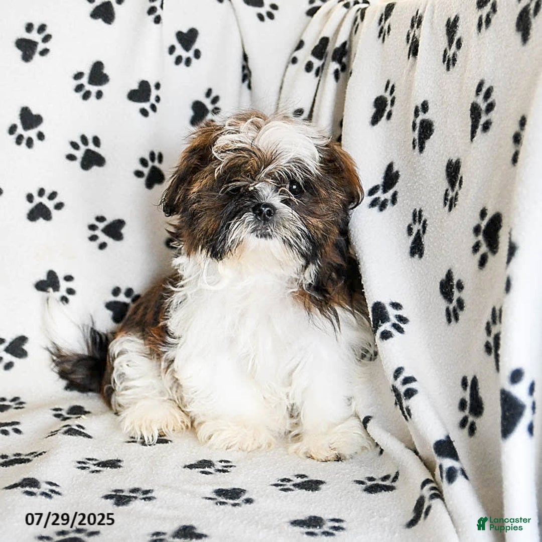 Shih Tzu dogs for sale: Everest - Image 8