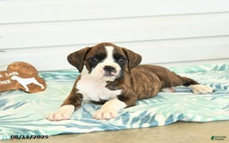 Boxer dogs for sale: Ruby - Image 4