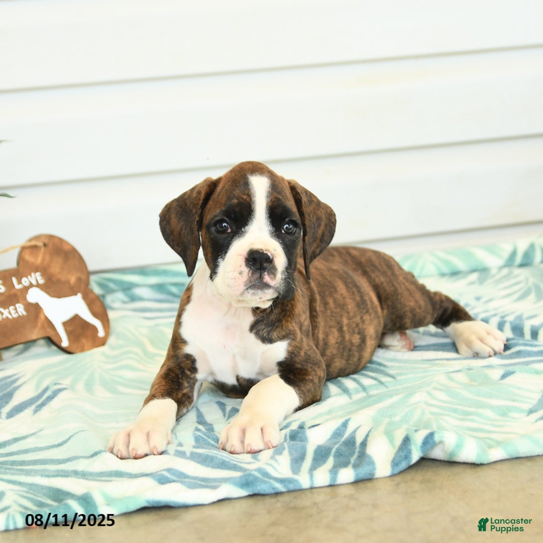 Boxer dogs for sale: Ruby - Image 4