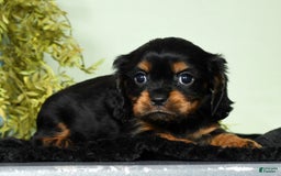 Cavalier King Charles Spaniel dogs for sale: Teddy - Image 5