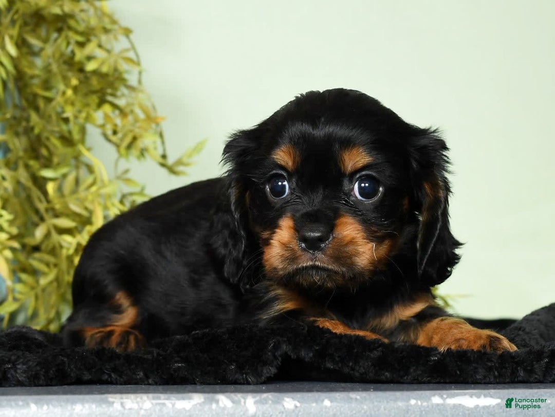 Cavalier King Charles Spaniel dogs for sale: Teddy - Image 5