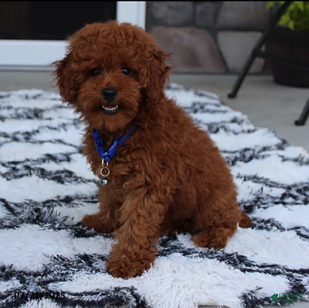 Toy Poodle dogs for sale: Tommy - Image 8