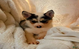 Pomsky dogs for sale: Sweet Rain - Image 17