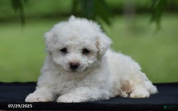 Bichon Frise dogs for sale: Jared - Image 1