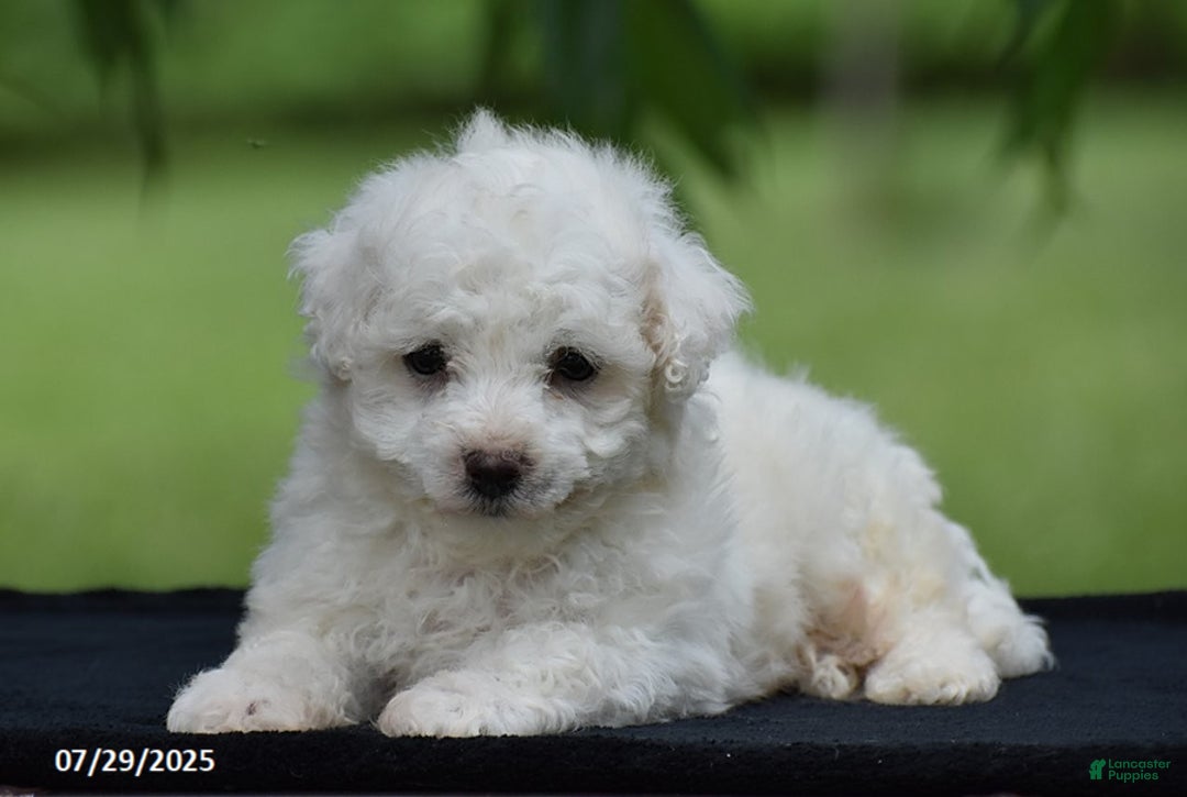 Bichon Frise dogs for sale: Jared - Image 1