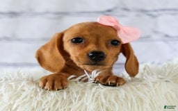 Miniature Dachshund dogs for sale: Miniature Dachshund 3 puppies - Image 9