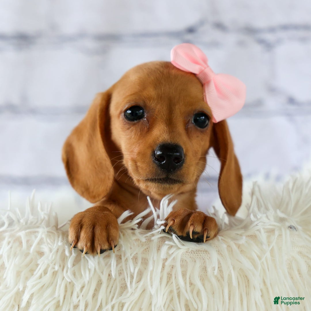 Miniature Dachshund dogs for sale: Miniature Dachshund 3 puppies - Image 9