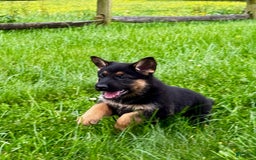 German Shepherd dogs for sale: Drama Girl - Image 14