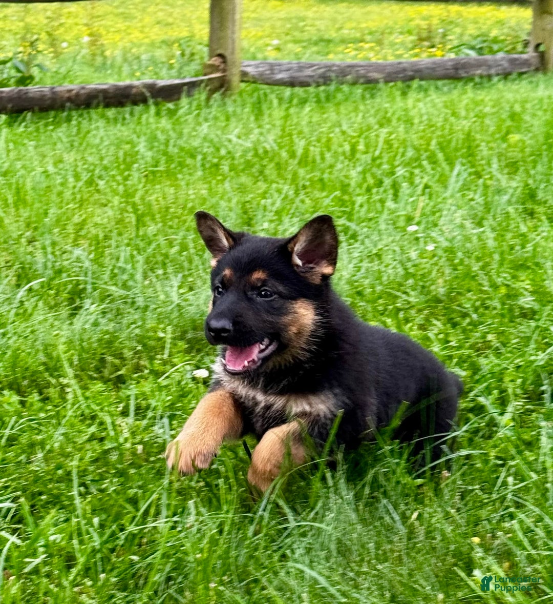 German Shepherd dogs for sale: Drama Girl - Image 14