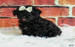 Yorkiepoo dogs for sale: Rex - Image 7