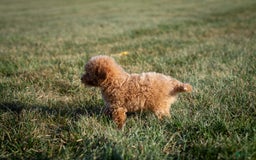 Miniature Poodle dogs for sale: Precious - Image 13