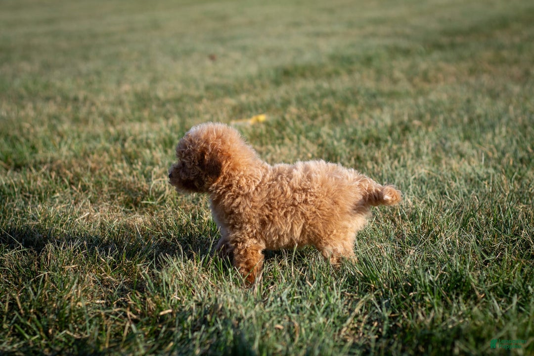 Miniature Poodle dogs for sale: Precious - Image 13