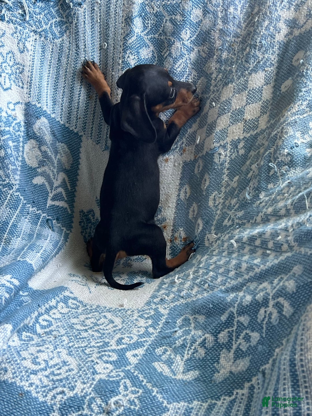 Dachshund dogs for sale: Charlie - Image 6
