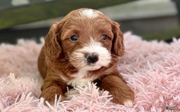 Cavapoo dogs for sale: Barbie - Image 14