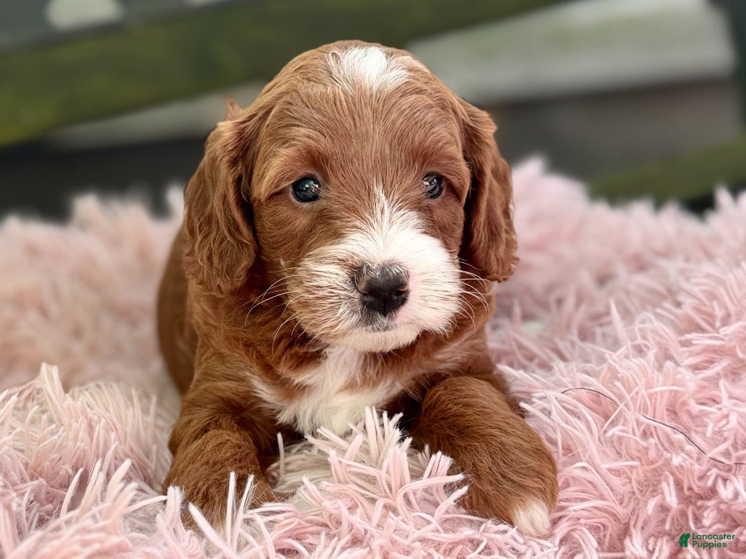 Cavapoo dogs for sale: Barbie - Image 14