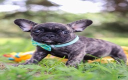 French Bulldog dogs for sale: Cade - Image 9