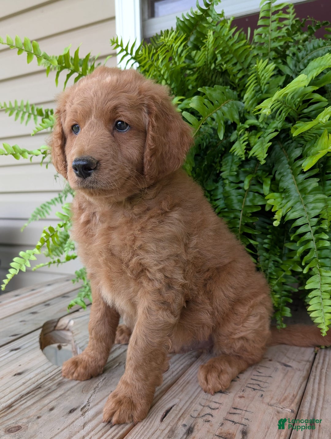 Goldendoodle dogs for sale: Reed - Image 30