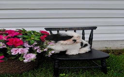Shih Tzu dogs for sale: Twinkle - Image 4