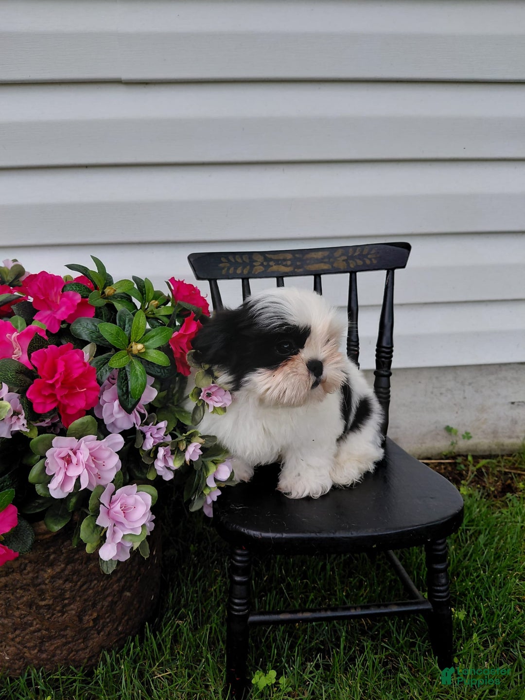 Shih Tzu dogs for sale: Twinkle - Image 4