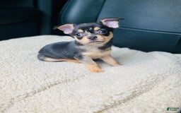 Chihuahua dogs for sale: Benny - Image 7