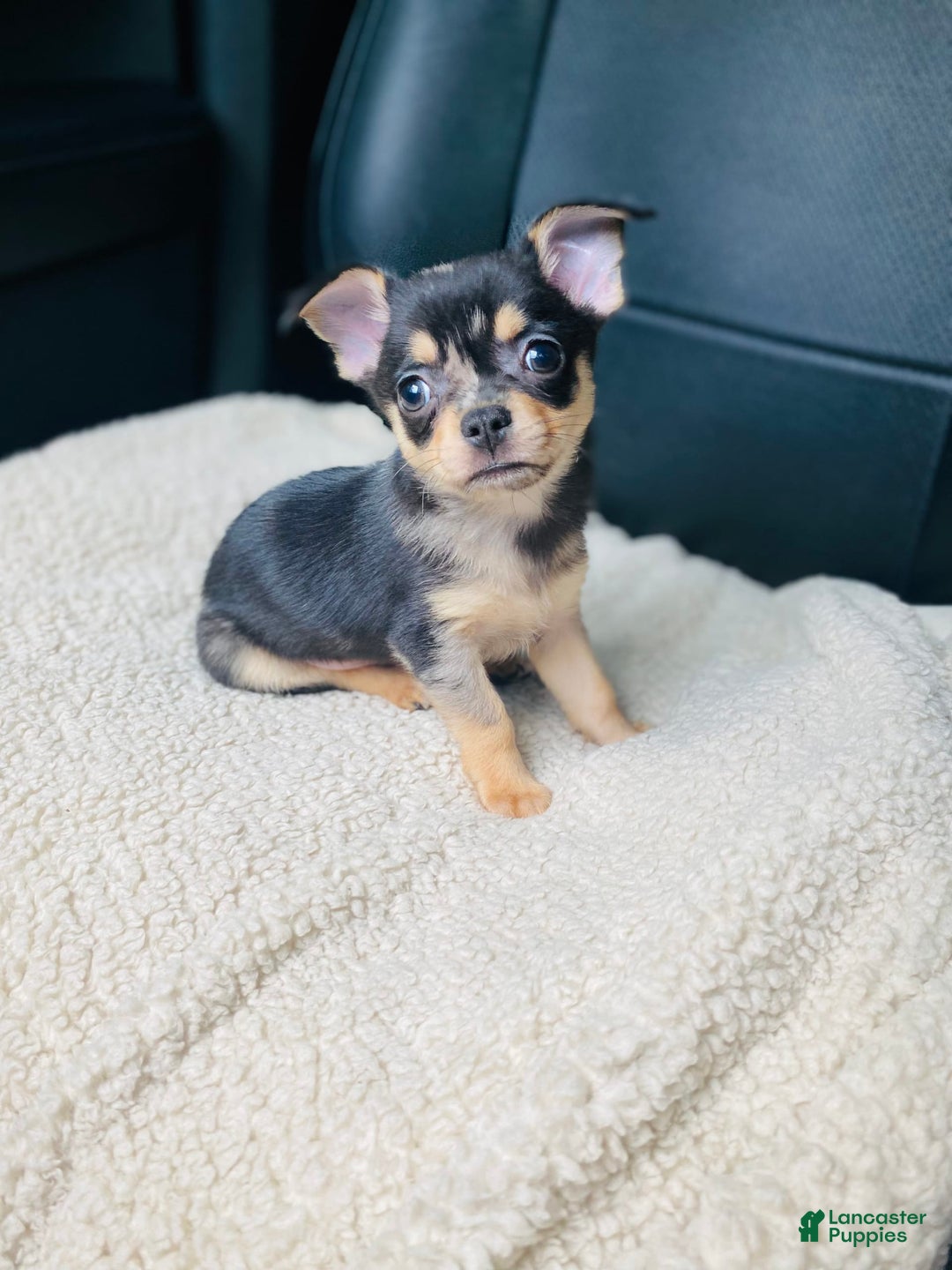 Chihuahua dogs for sale: Benny - Image 7