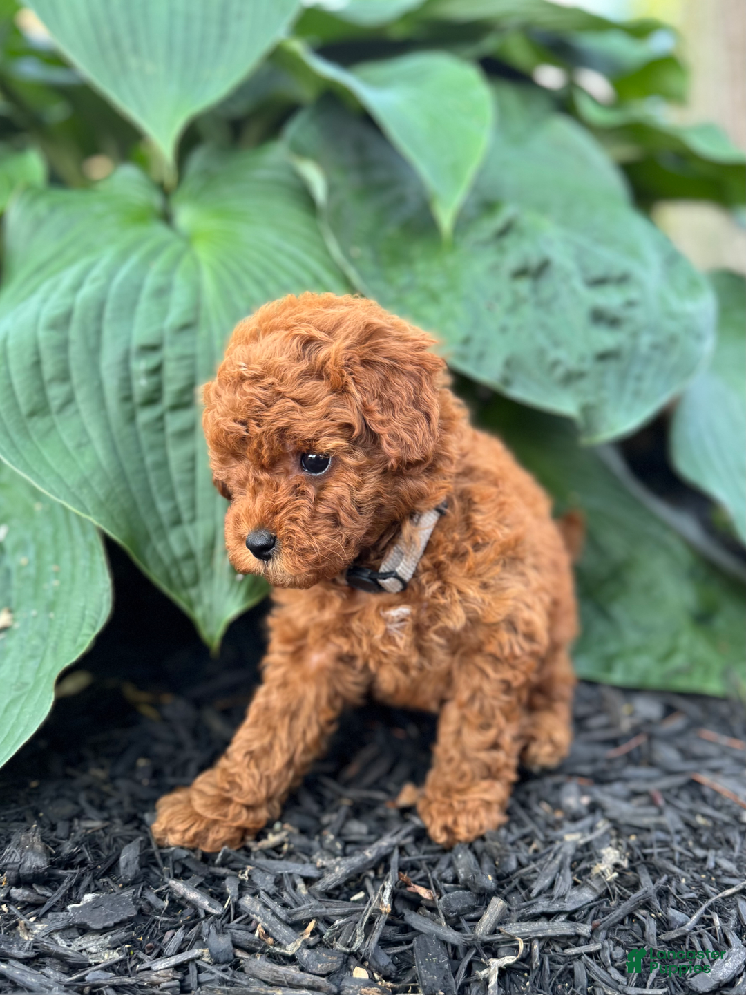 Mini Goldendoodle dogs for sale: Leeli - Image 4