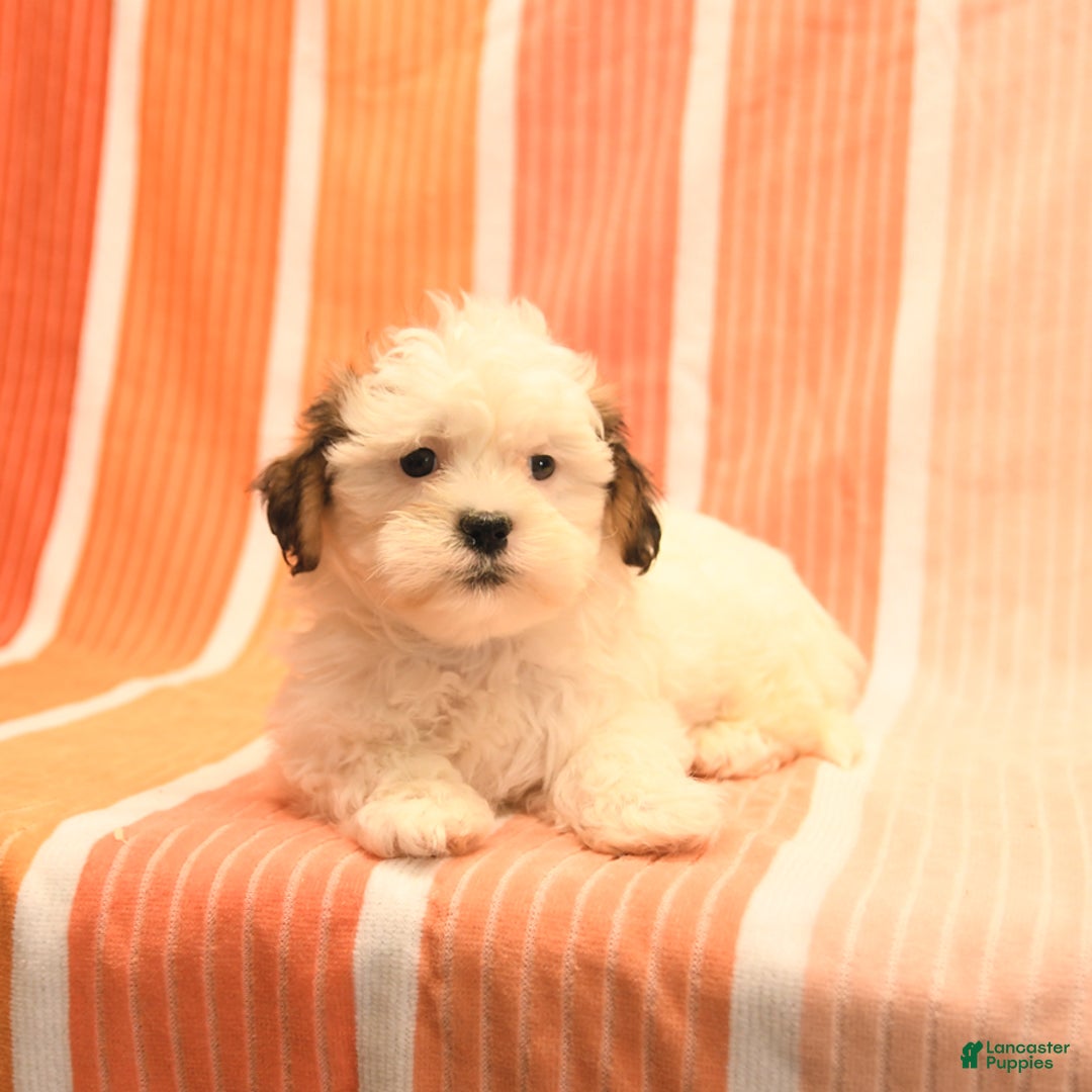 Havanese dogs for sale: Phillip - Image 2