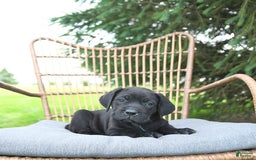 Cane Corso dogs for sale: Cali - Image 14