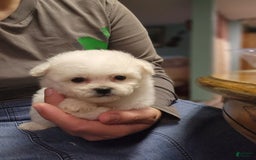 Bichon Frise dogs for sale: Prince - Image 20